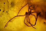 Fossil Spider Exuviae, a Mite and Two Flies in Baltic Amber #183529-3